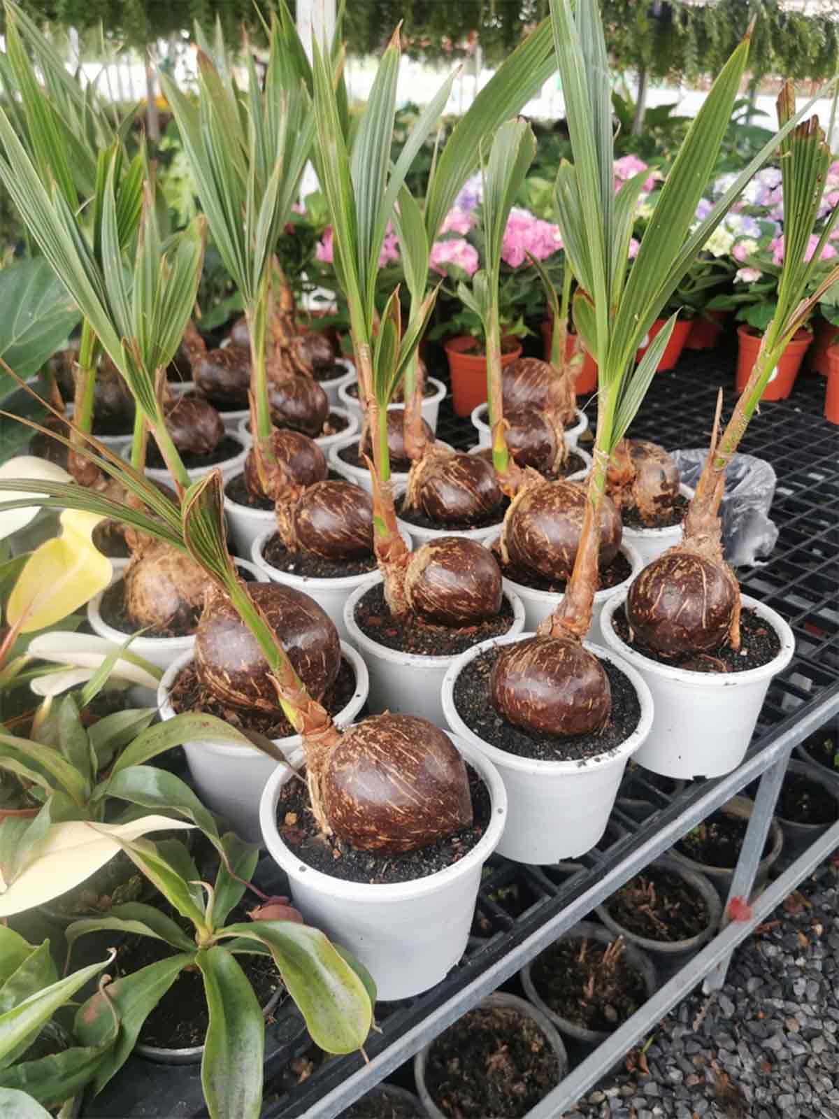 planting coconut tree at home