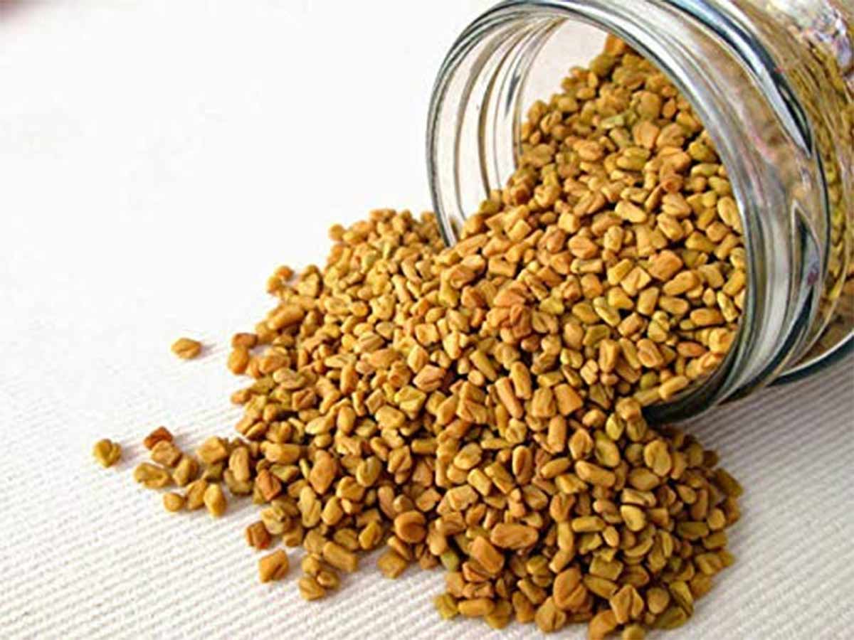 right way of having fenugreek seeds for weight loss