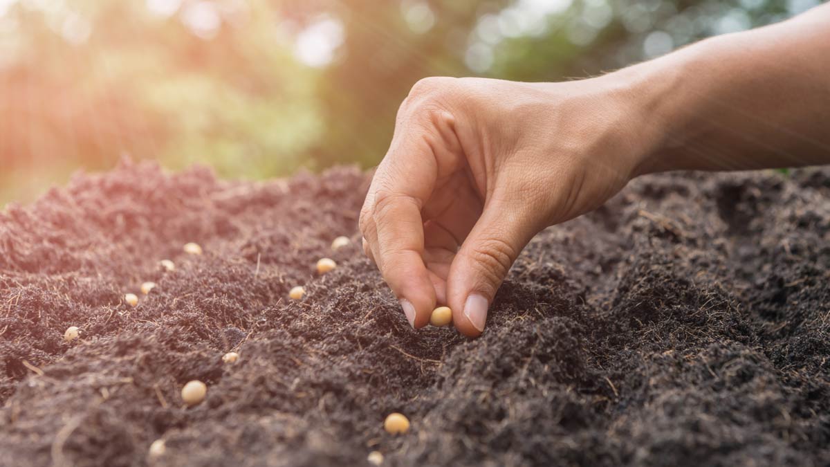 seed germination tips in hindi