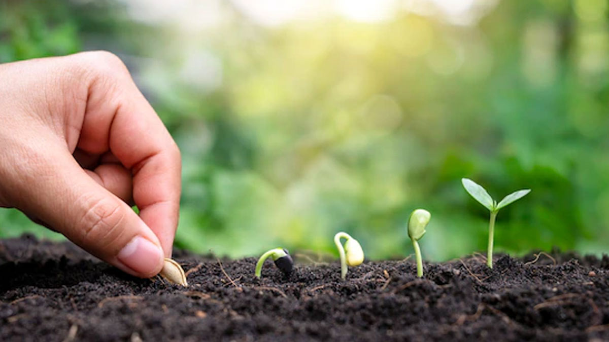 seed germination tips