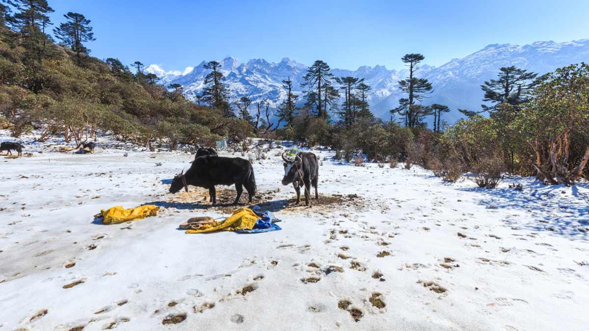 sikkim snowfall places