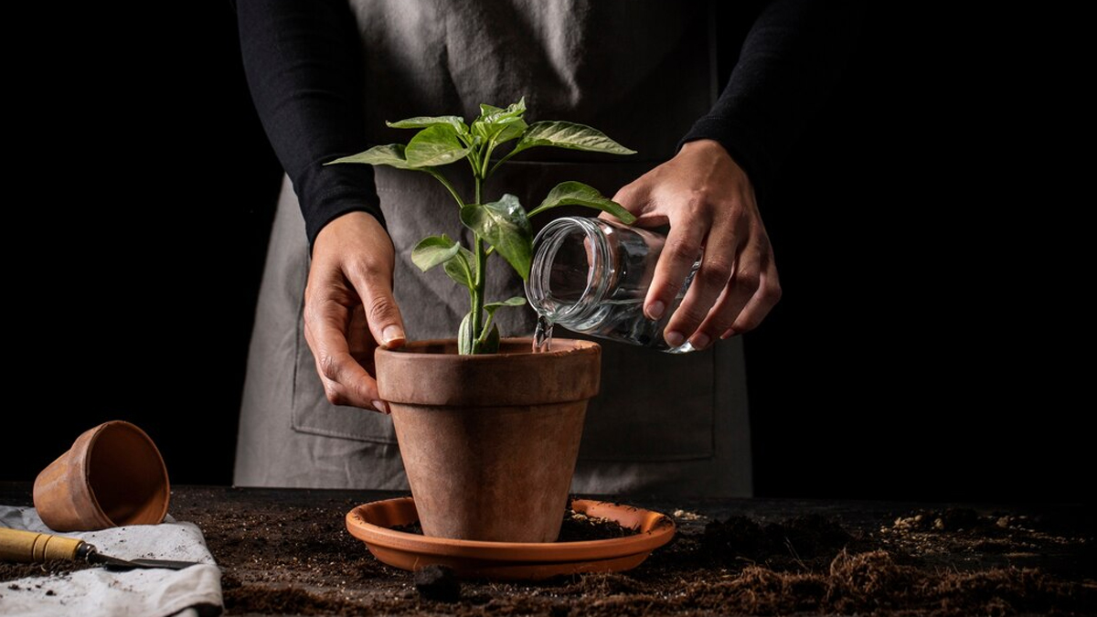 Best fertilizer for indoor plants