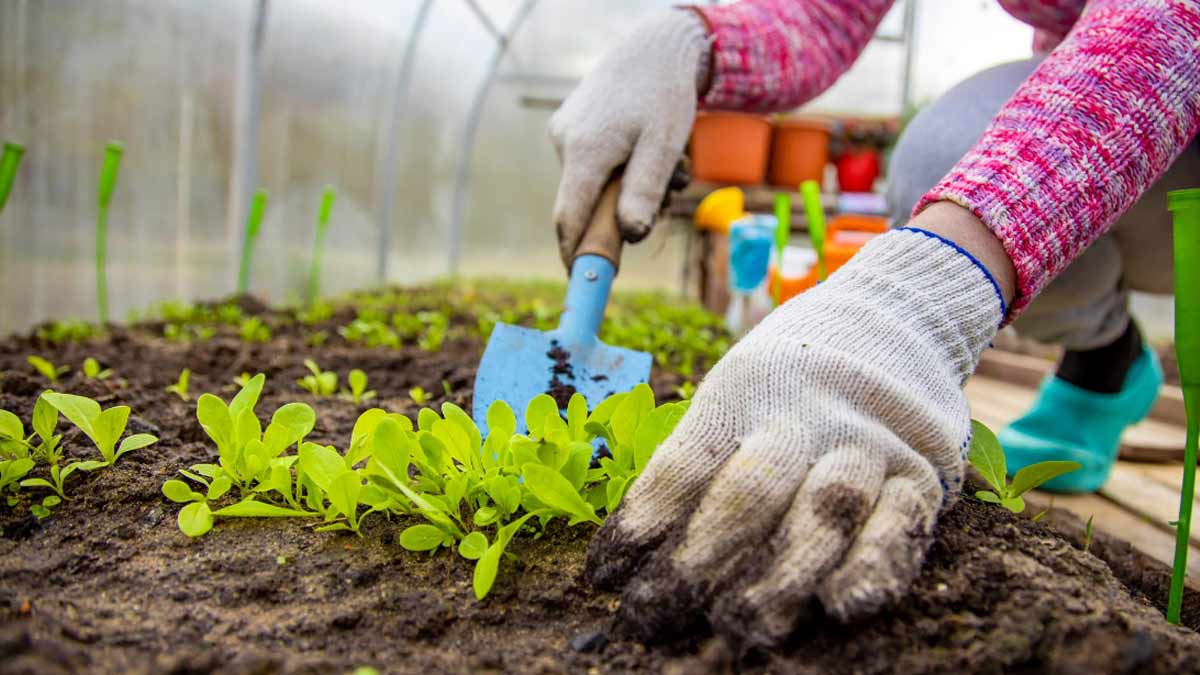 How to care winter plant in hindi