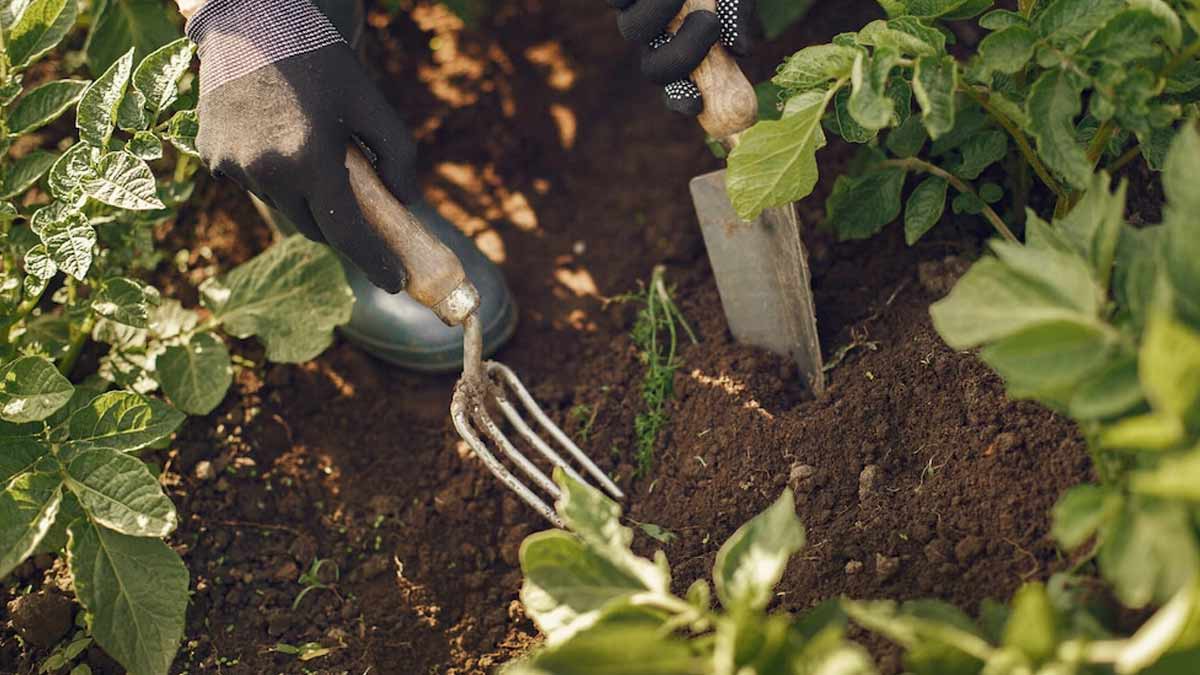 How to care winter plant