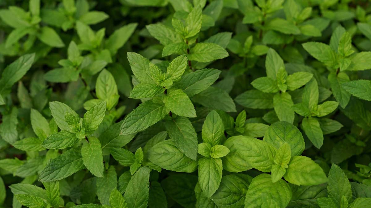 MINT PLANT FOR REMOVING ANTS