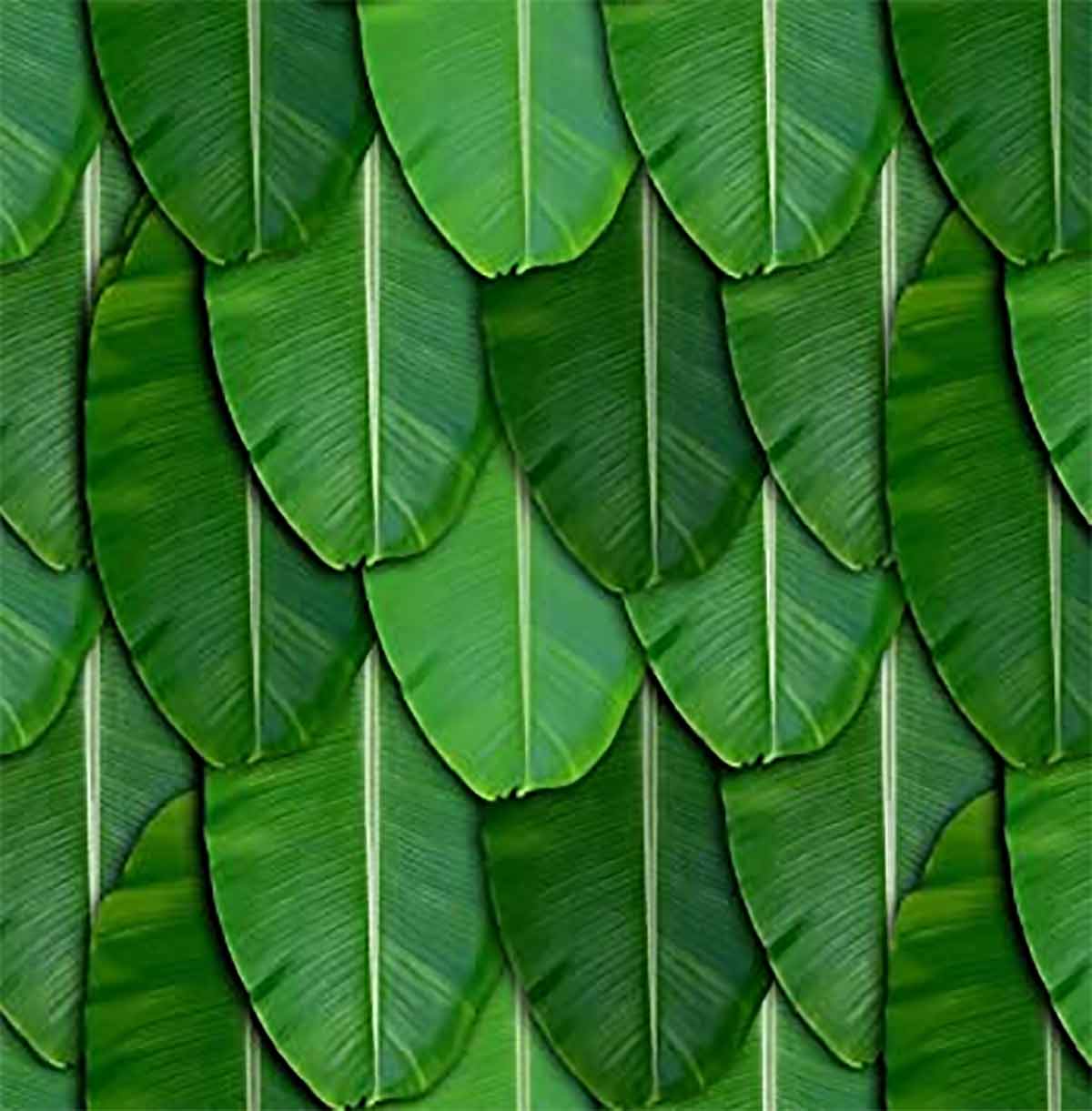 benefits of banana leaves