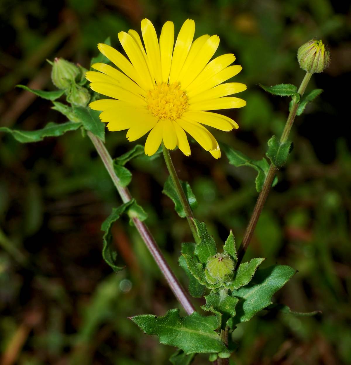 calendula flowering plants