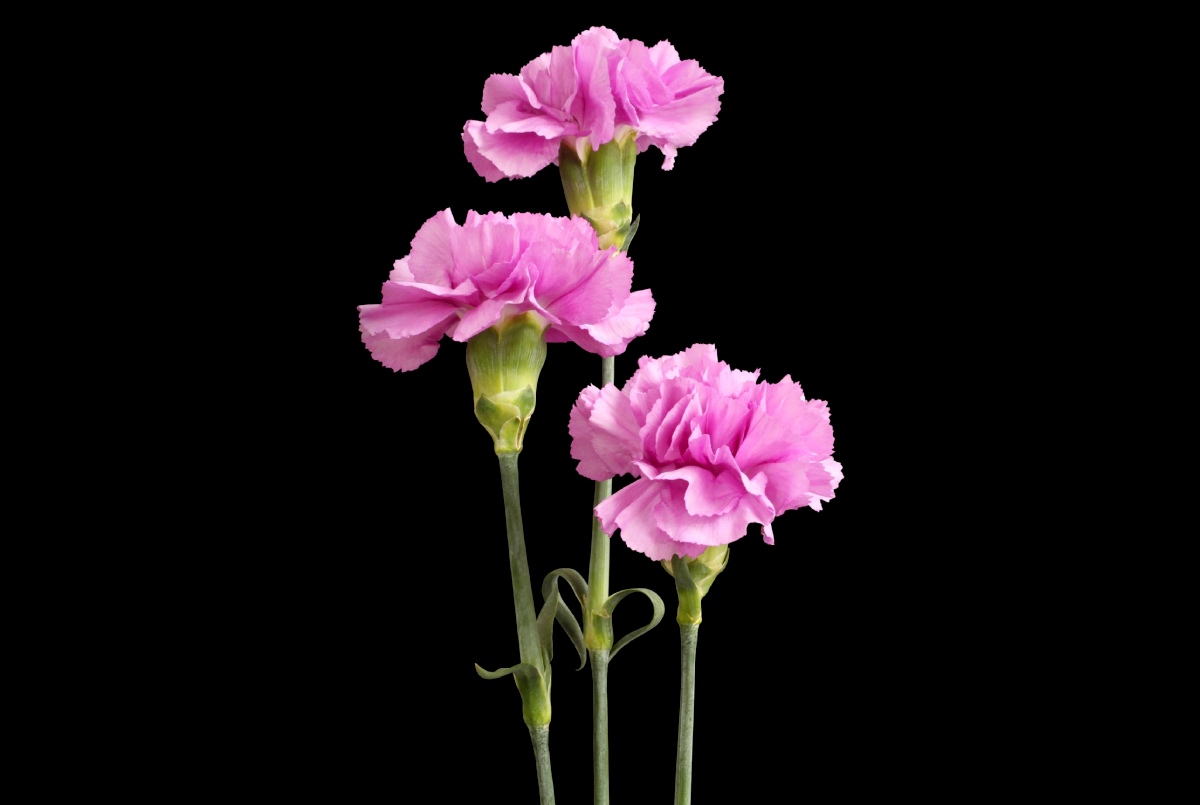 carnation flower for winters