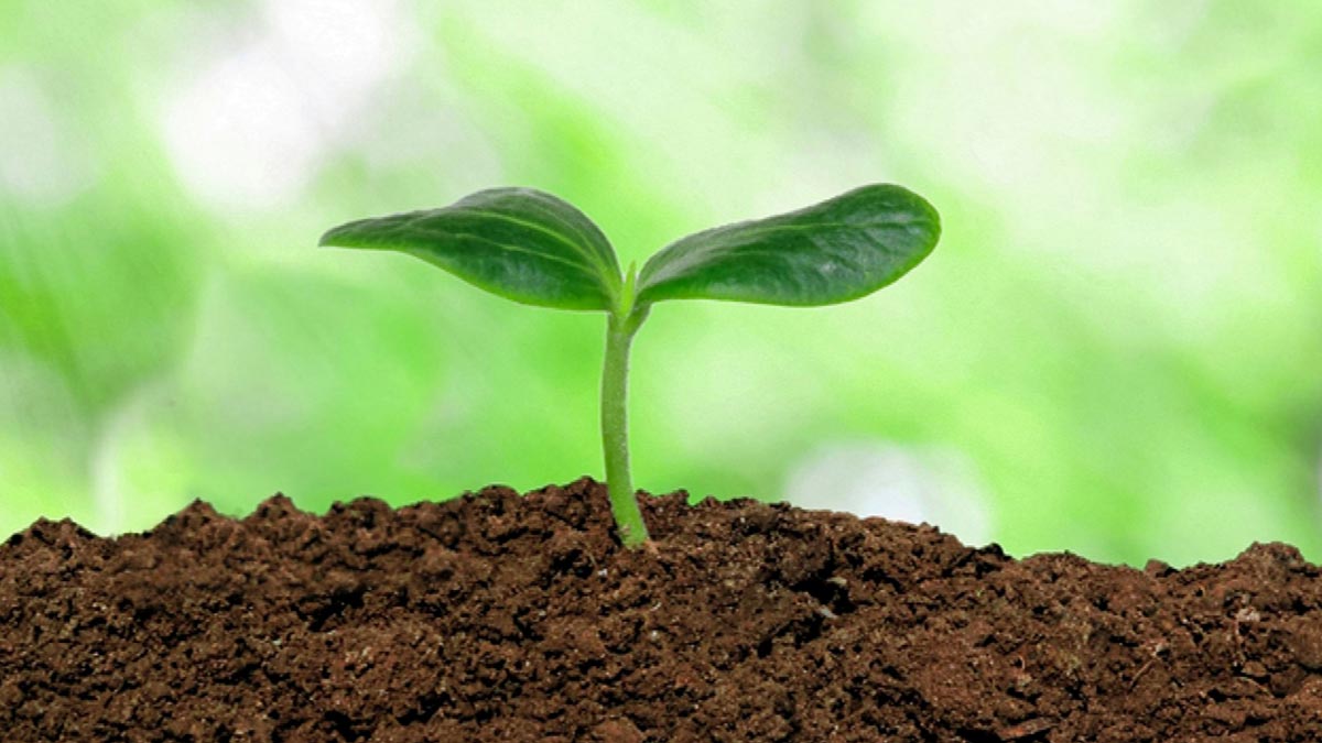 easy tips to grow dill plant