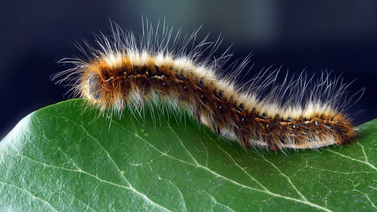 how to get rid of caterpillars from home