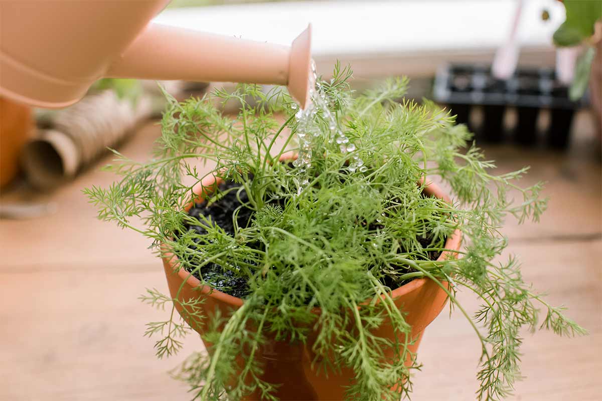 know how to grow dill plant