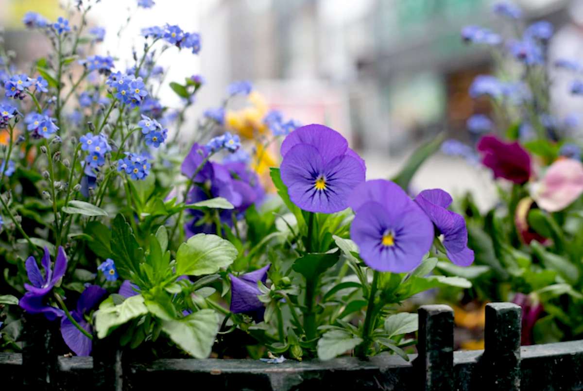 pansy flowers for winter