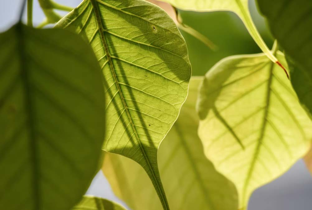 peepal leaves remedies