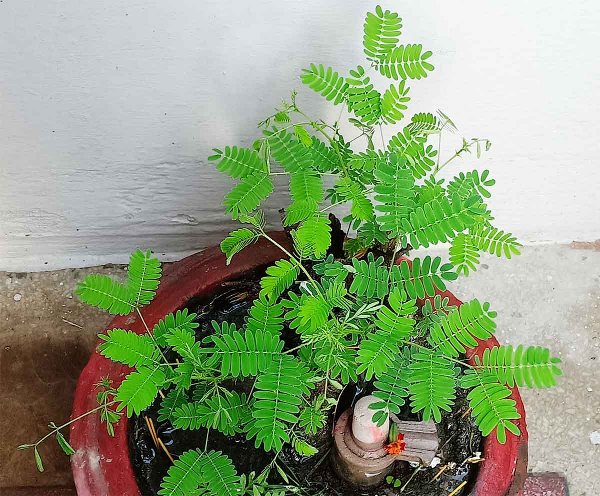 shami ke paudhe ke upay