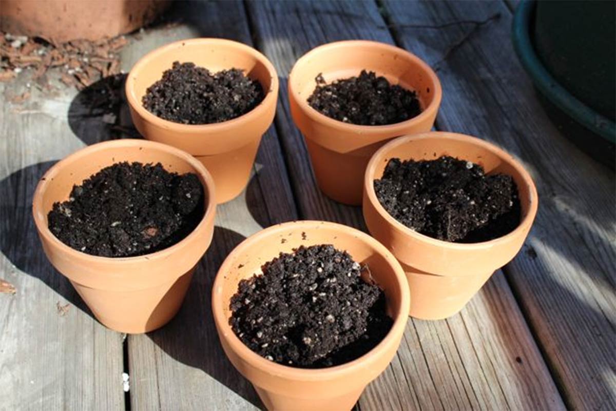 tips to grow dill plant