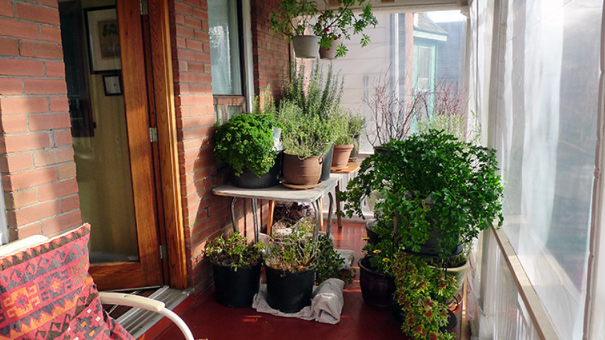 tips to takecare of indoor plants during winters
