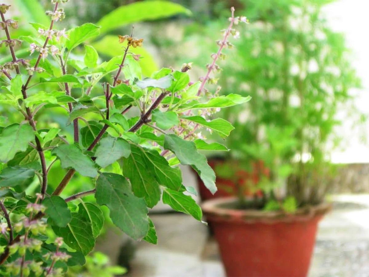 tulsi plant upay for kartik month