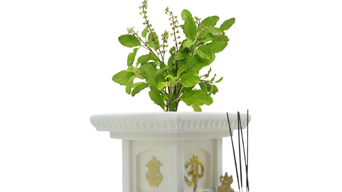 tulsi puja rules