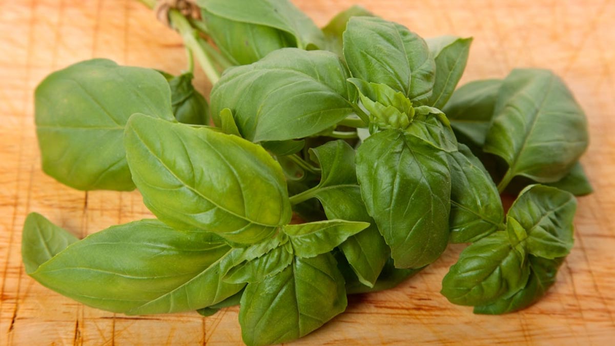 Rama Tulsi for heart