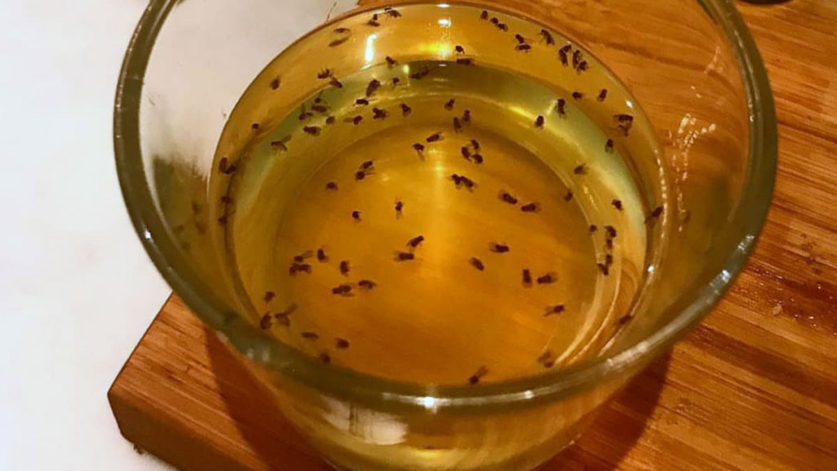 apple cider vinegar to get rid of fruit flies