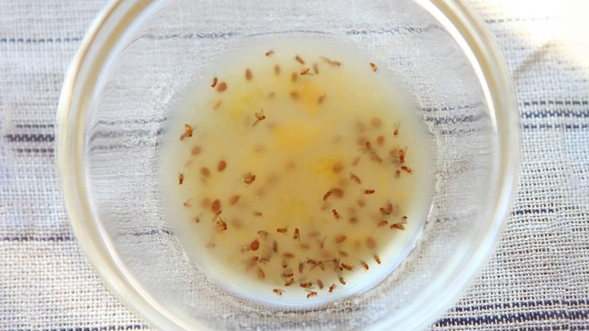 beer and wine trap for fruit flies