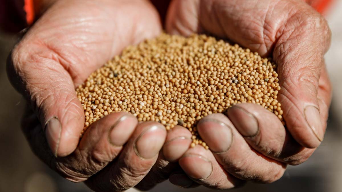 do not give mustard to others