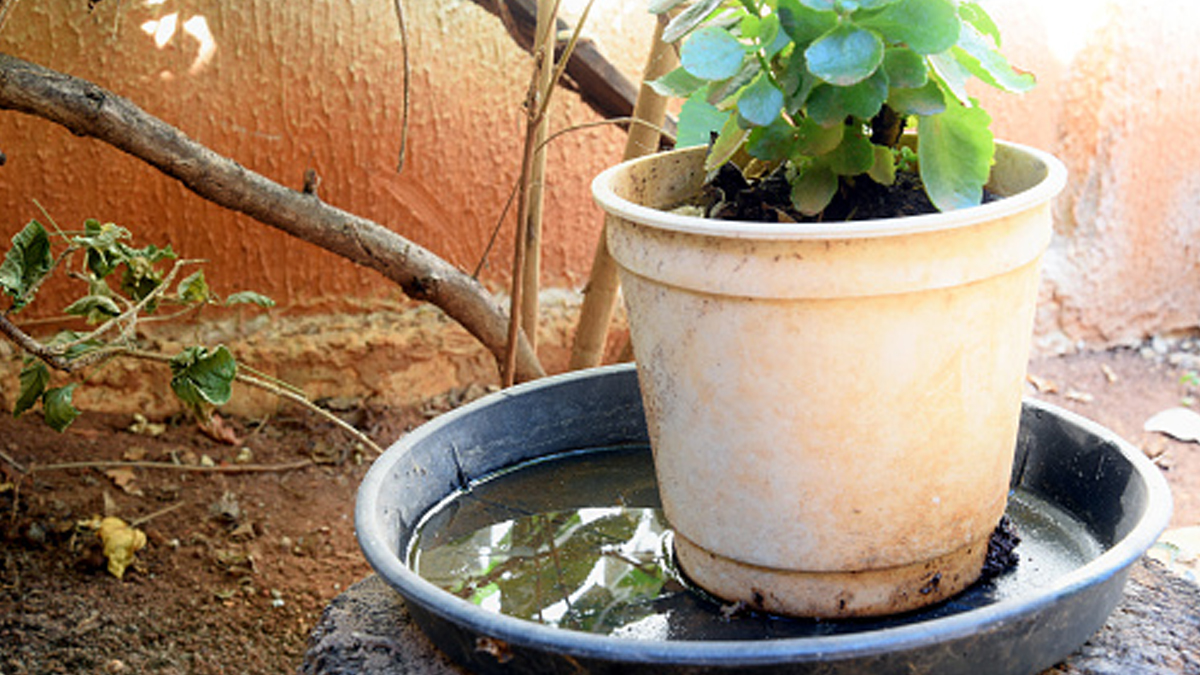 easy tips to kill mosquito larvae