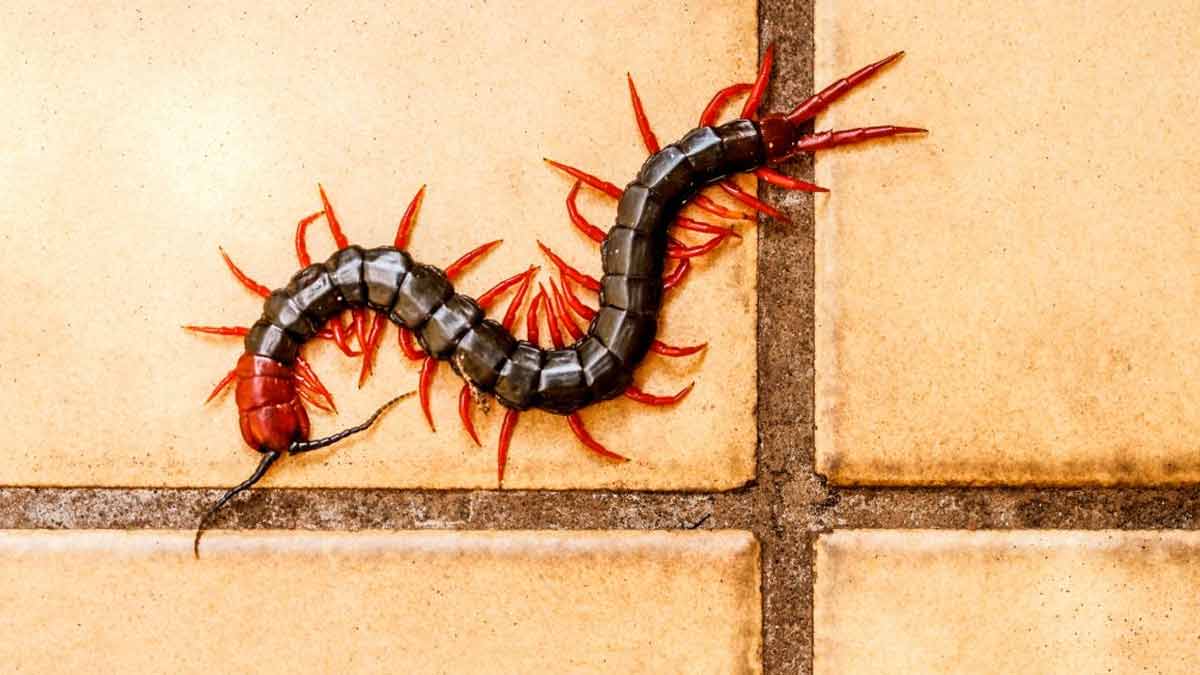 how to get rid of kankhajura from home kitchen sink