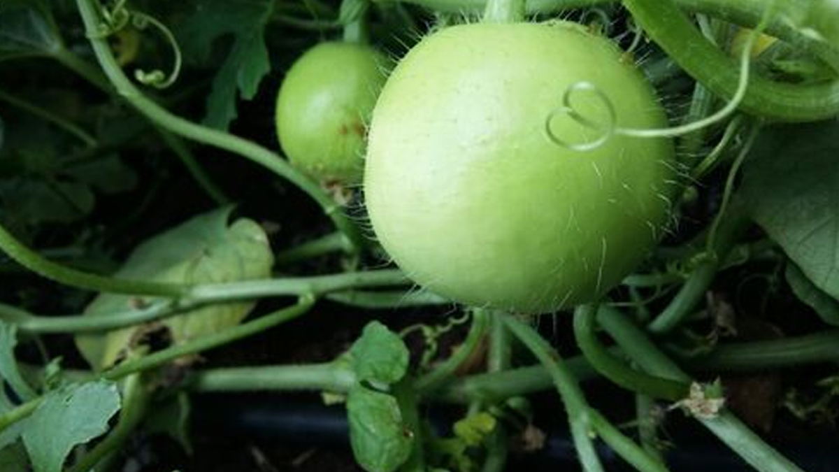 know how to grow apple gourd from seed