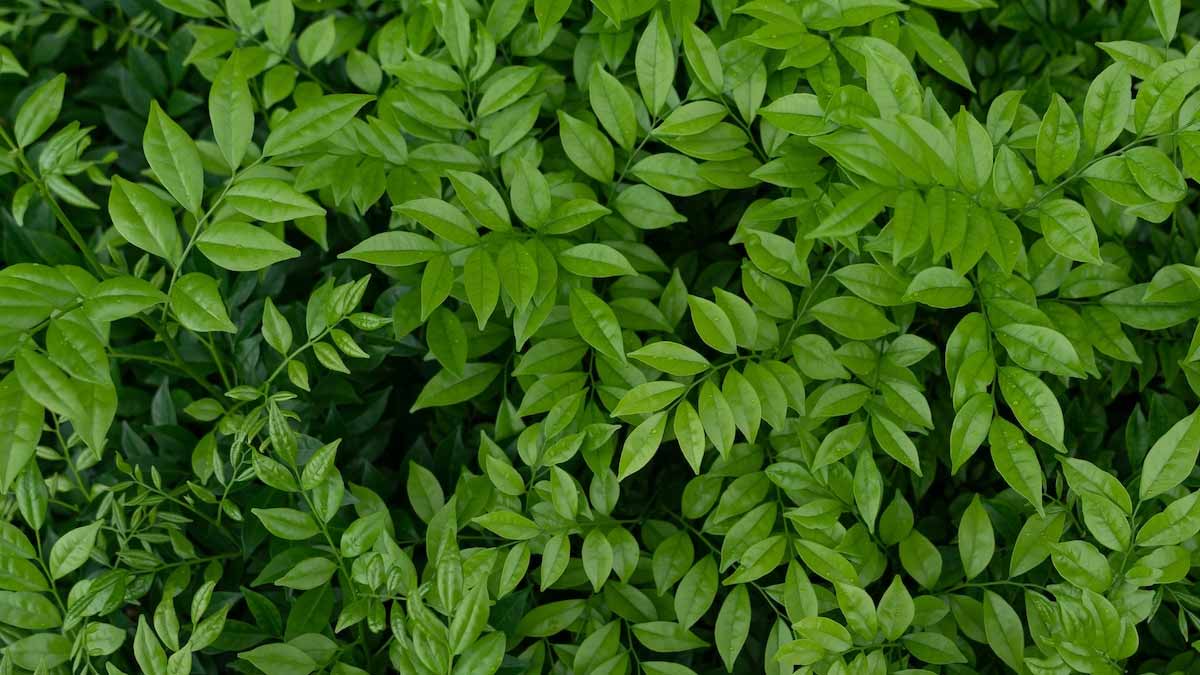 leaves benefits for health