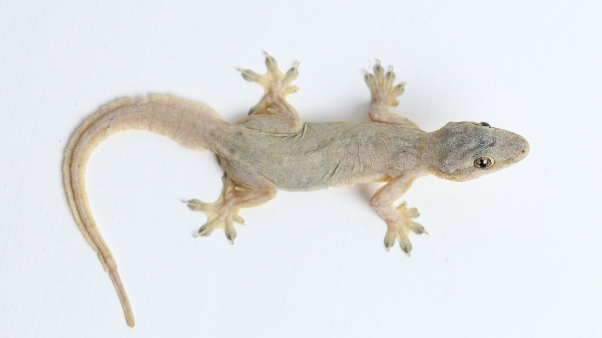 lizard at home meaning in astro