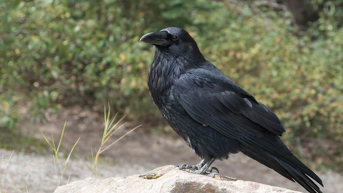 presence of ancestors