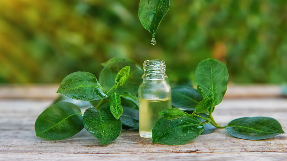 tea tree oil for vaginal odor