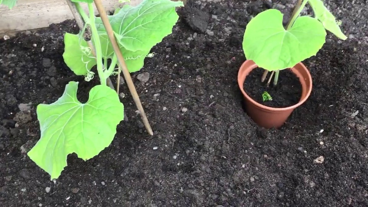 tips to grow apple gourd from seed at home