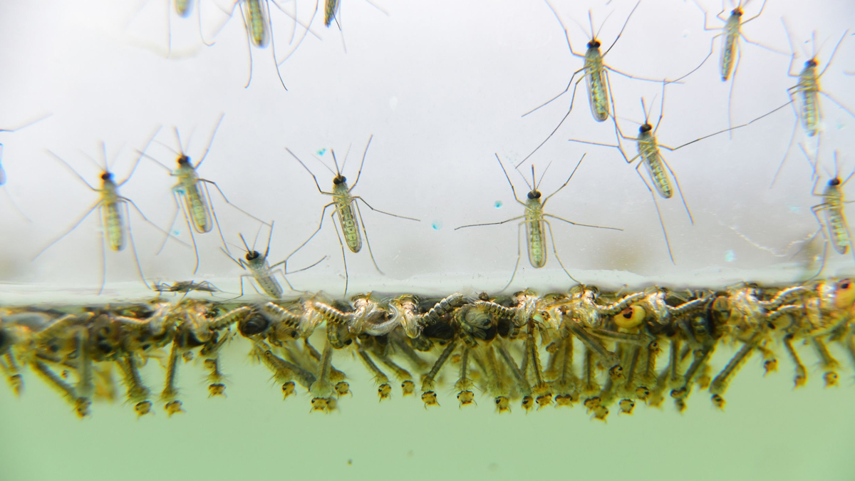 tips to kill mosquito larvae