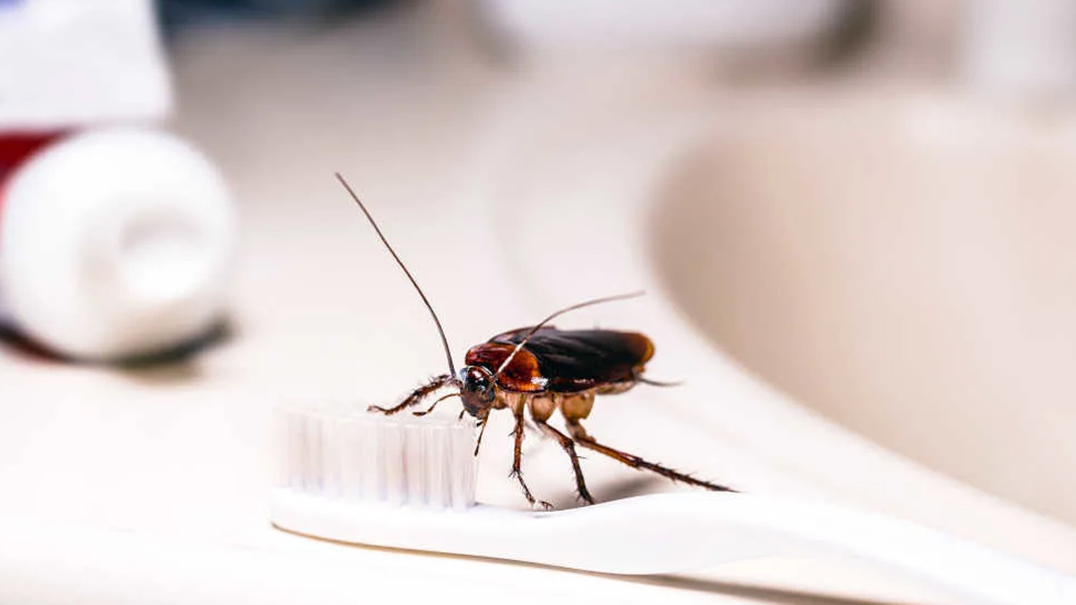 tips to prevent cockroach from bathroom sink in hindi