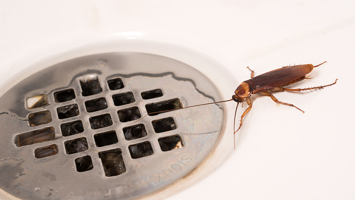 tips to prevent cockroach from bathroom sink
