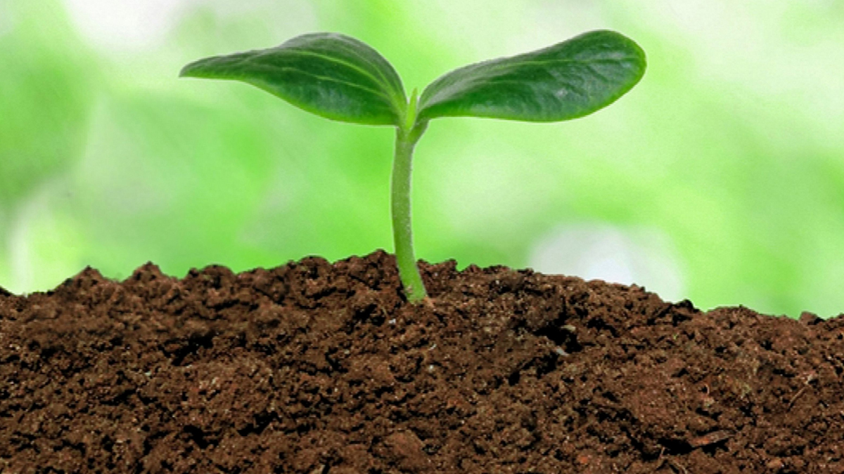 tricks to grow apple gourd from seed