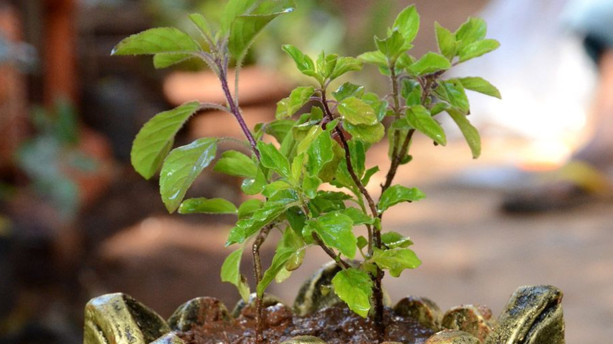 tulsi plant rules