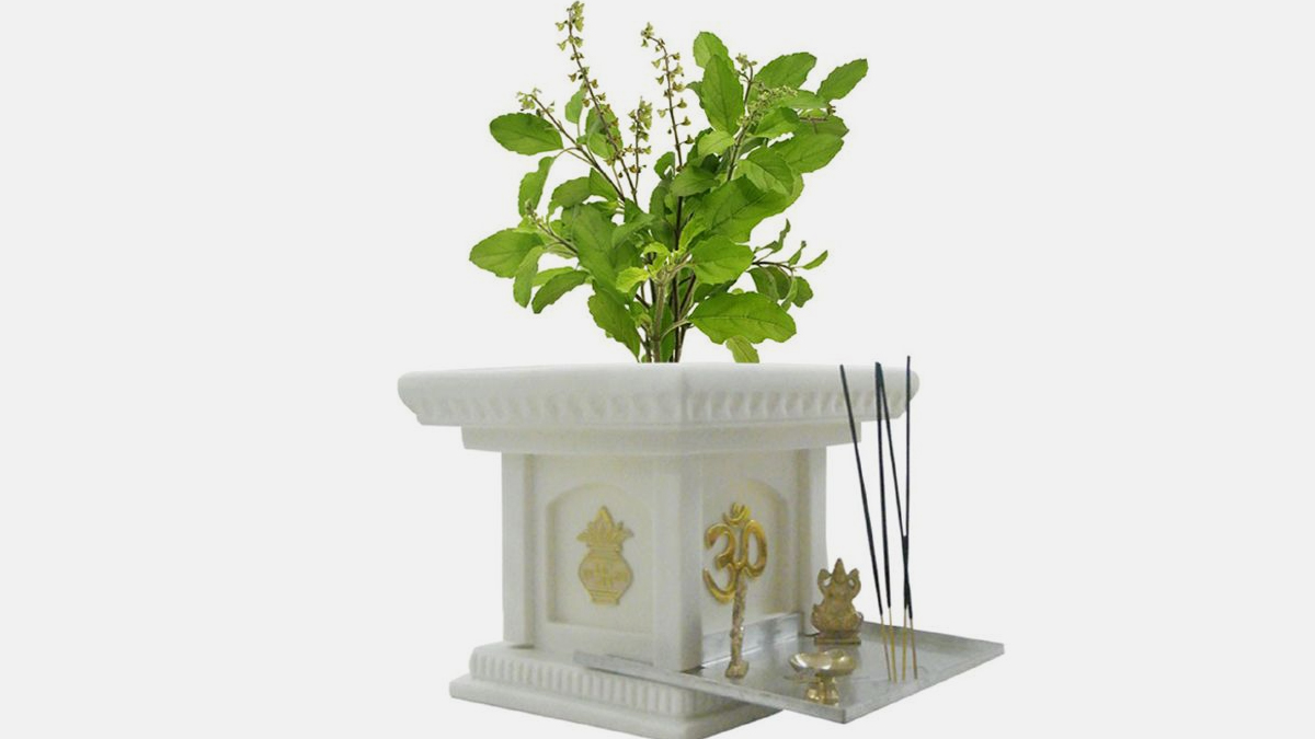 tulsi plant vastu tips