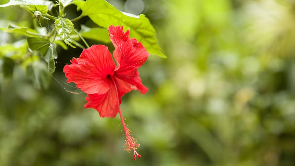 Hibicius flower benefits for hair