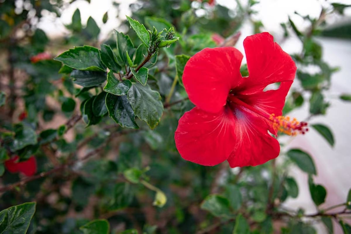 hibiscus plant for sun