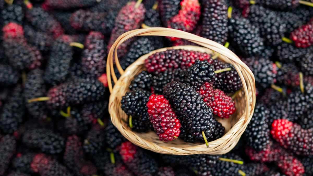 how to choose good shahtoot in hindi