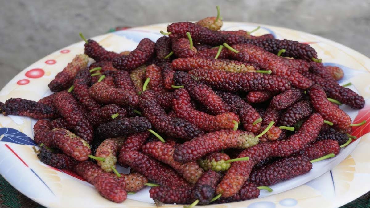 how to choose good shahtoot