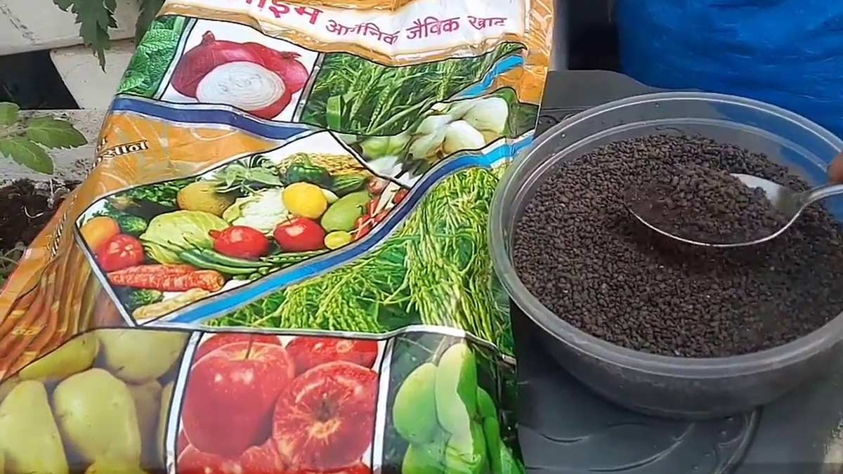 Fertiliser For Shami Plant in hindi