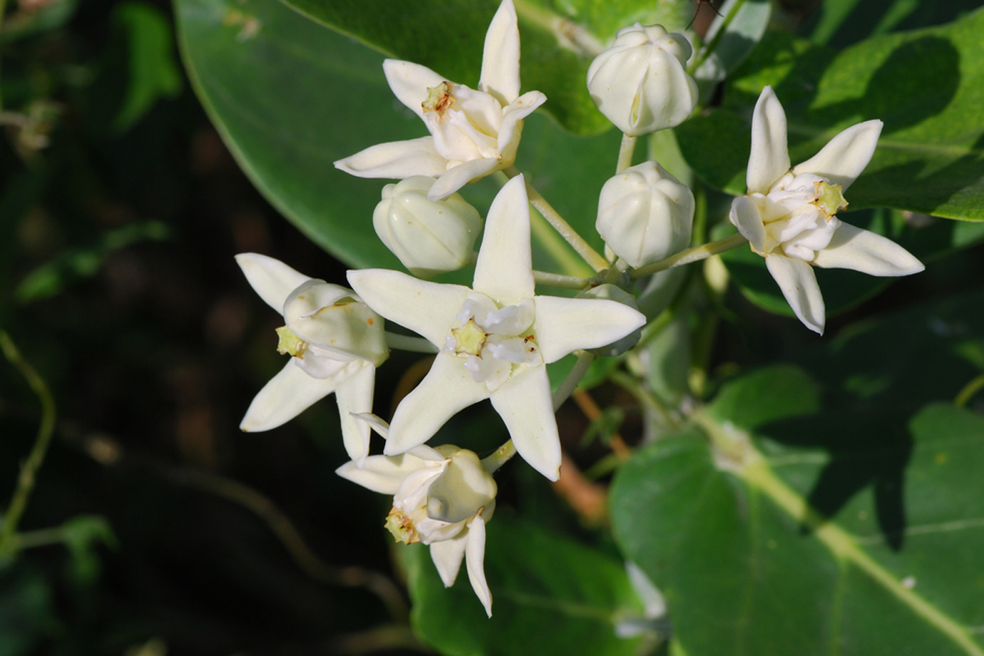 aak flower scientific name