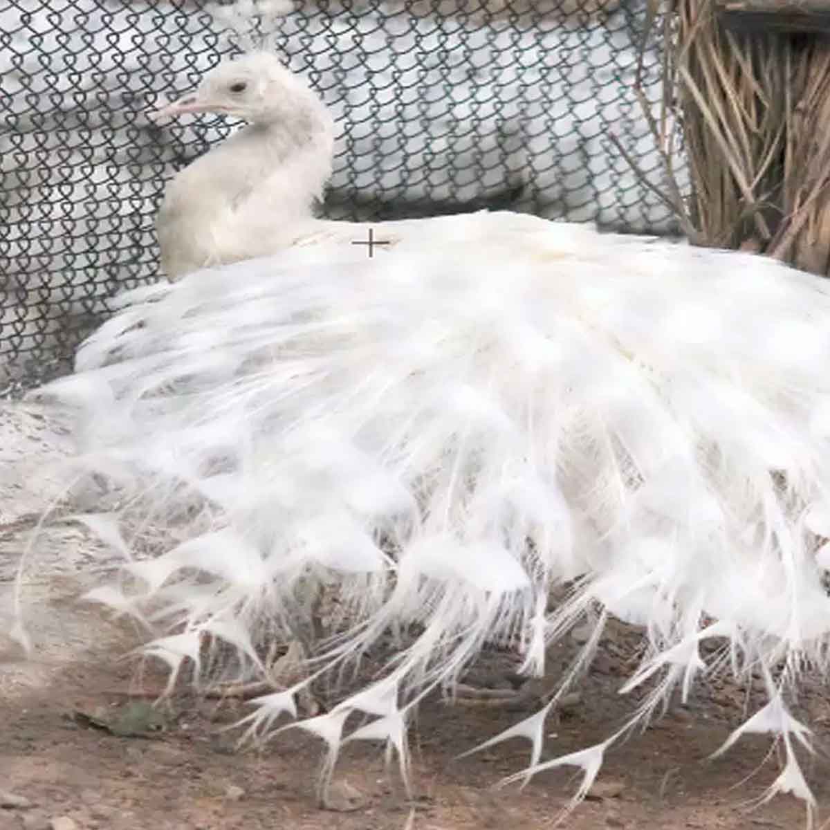 about peacock park in chandigarh in hindi