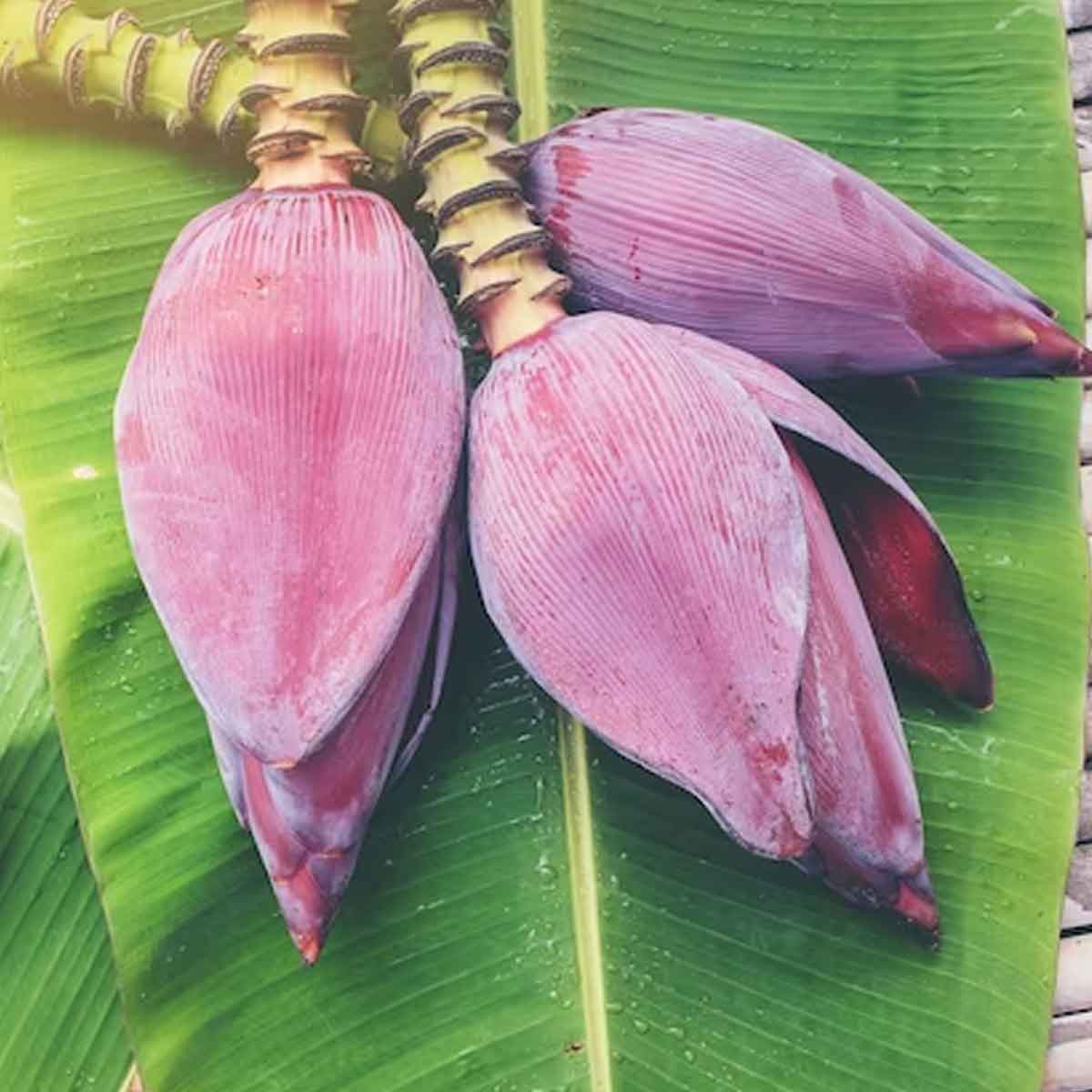 banana blossom flower uses