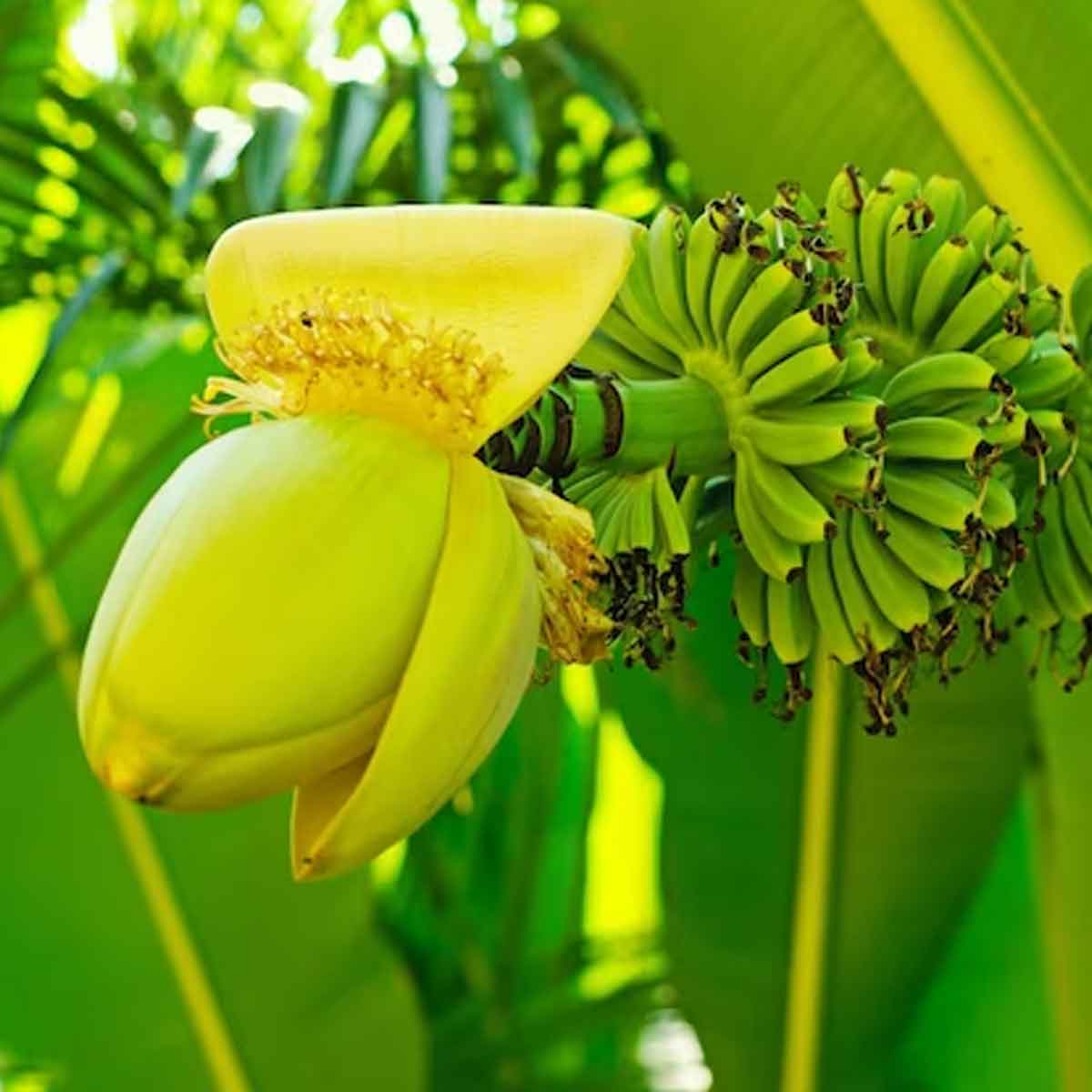 banana blossom vazhai poo benefits
