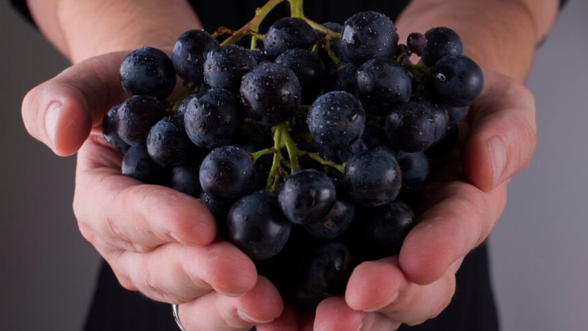 black grape constption